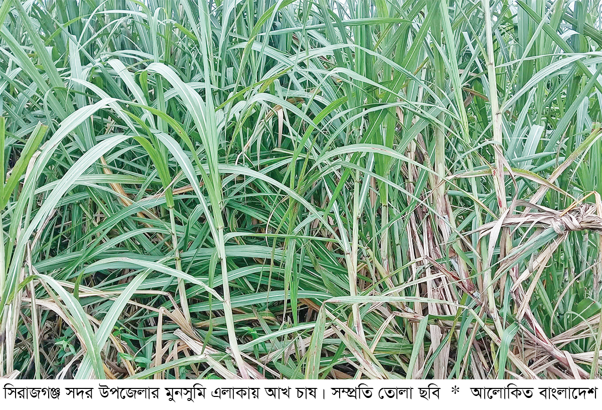 সিরাজগঞ্জে আখ চাষে বাম্পার ফলনে কৃষকের হাসি