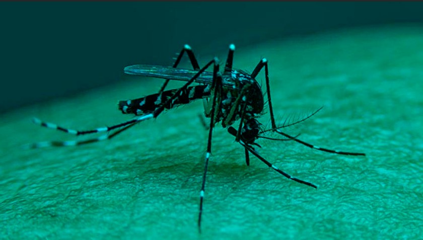 ডেঙ্গু কেড়ে নিল আরও ৪ প্রাণ ডেঙ্গু কেড়ে নিল আরও ৪ প্রাণ