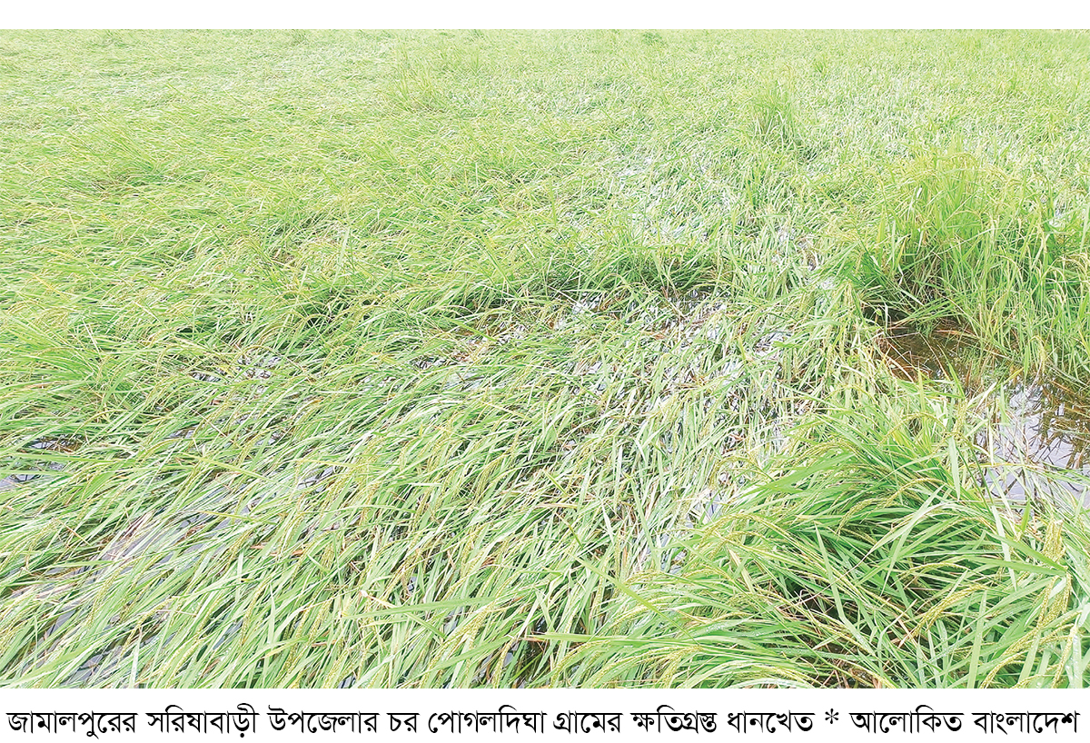 সরিষাবাড়ীতে ১৮৬ হেক্টর জমিতে ফসলের ক্ষতি সরিষাবাড়ীতে ১৮৬ হেক্টর জমিতে ফসলের ক্ষতি