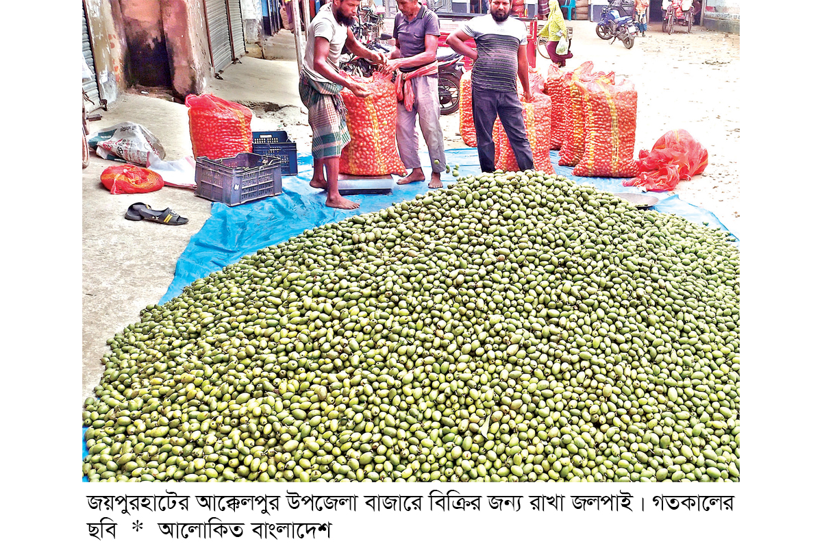 জলপাইয়ের ফলন ও দামে কৃষক খুশি, হাজার টাকা মণে বিক্রি
