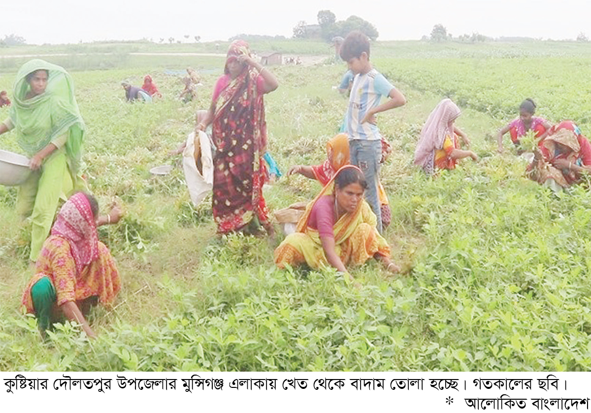 পদ্মার চরে চিনাবাদাম চাষে ফিরছে আর্থিক সচ্ছলতা পদ্মার চরে চিনাবাদাম চাষে ফিরছে আর্থিক সচ্ছলতা
