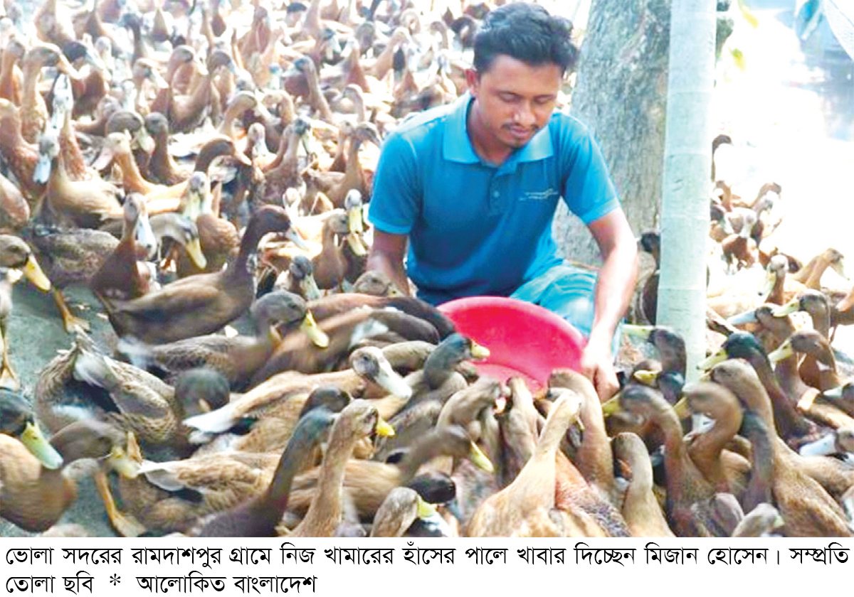 ভোলা উপকূলে হাঁস পালনে দূর হচ্ছে বেকারত্ব ভোলা উপকূলে হাঁস পালনে দূর হচ্ছে বেকারত্ব