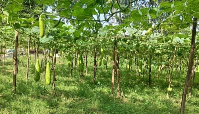 সিরাজগঞ্জে আগাম শীতকালীন সবজি চাষাবাদে বাম্পার ফলন সিরাজগঞ্জে আগাম শীতকালীন সবজি চাষাবাদে বাম্পার ফলন