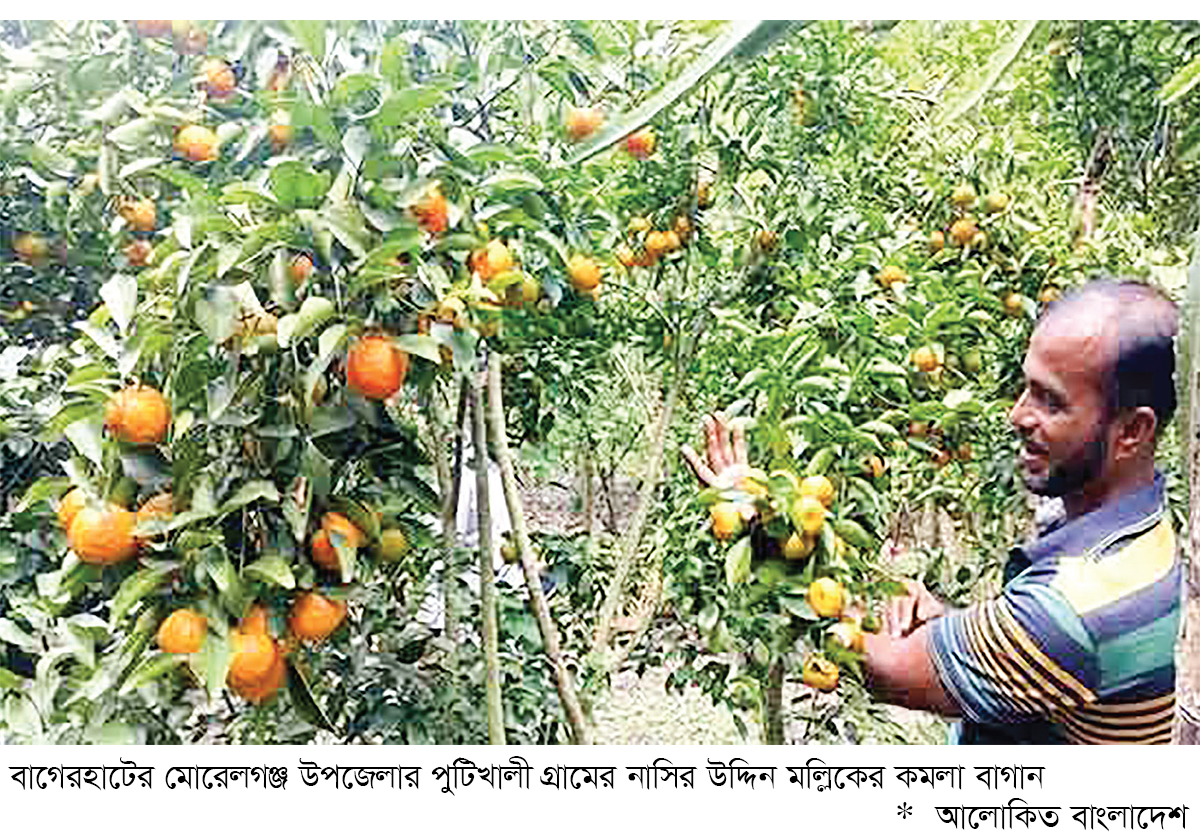 কমলা চাষে প্রান্তিক চাষির সাফল্য কমলা চাষে প্রান্তিক চাষির সাফল্য