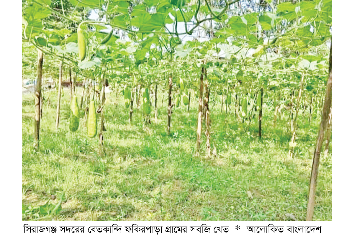 আগাম শীতকালীন সবজির বাম্পার ফলন আগাম শীতকালীন সবজির বাম্পার ফলন