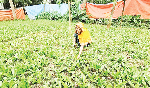বিলাতি ধনিয়া পাতার চাষ বদলে দিচ্ছে তিন উপজেলার কৃষি অর্থনীতি