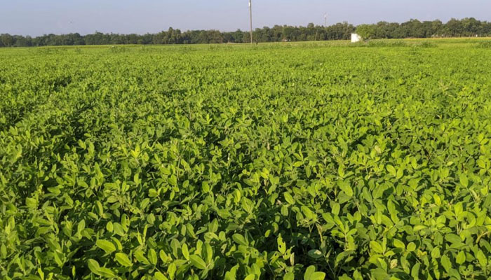 ব্রহ্মপুত্র নদ ও ভোগাই নদীর চরাঞ্চলে বাড়ছে চীনাবাদামের আবাদ