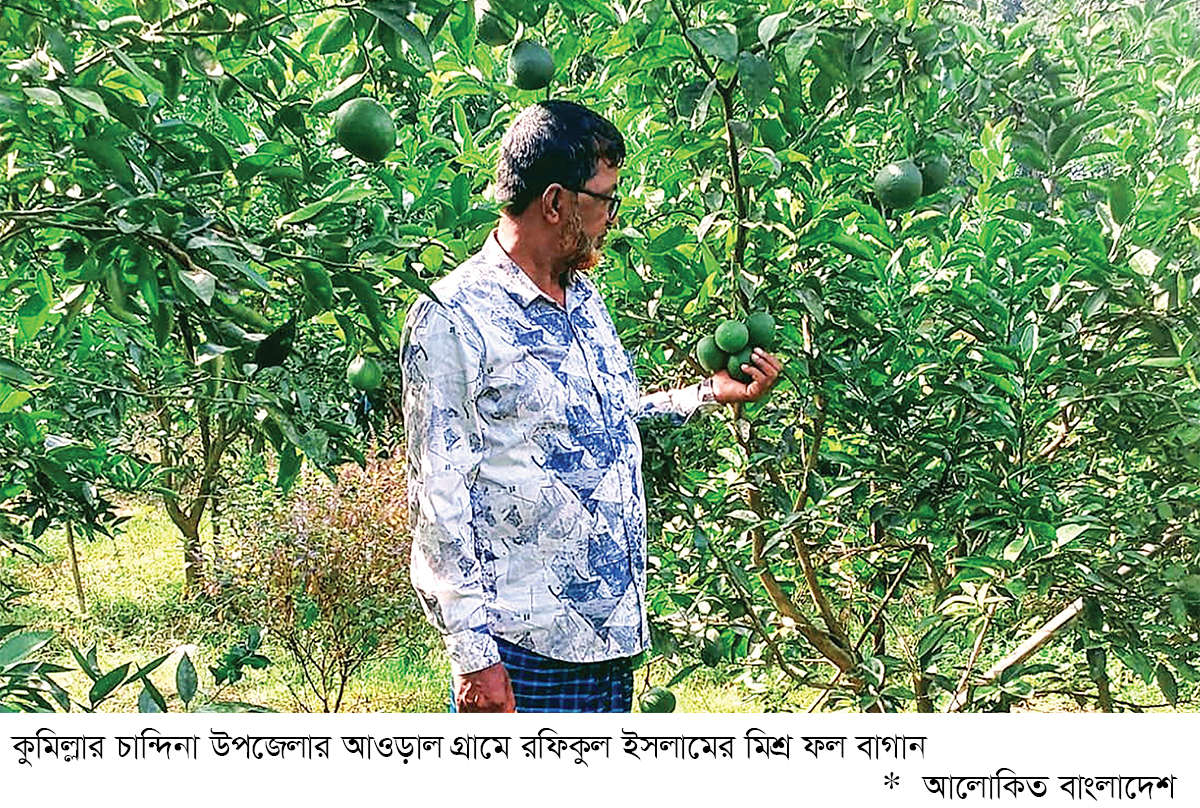 মিশ্র ফল বাগানে ফিরছে সচ্ছলতা