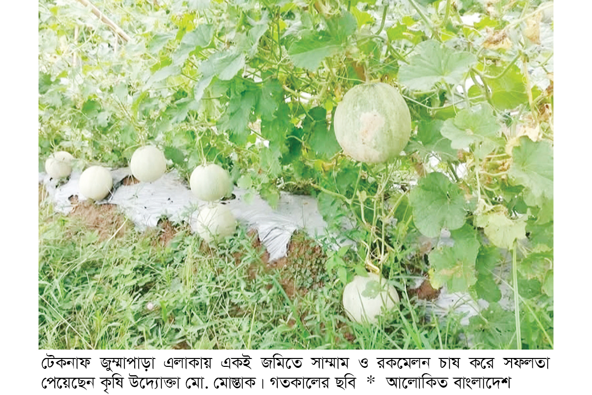 টেকনাফে রকমেলন ও সাম্মাম চাষে সাফল্য