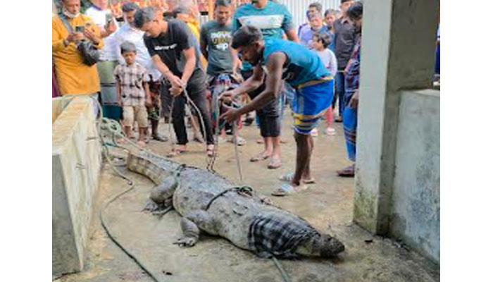 মানিকগঞ্জে ৩ মাস আতঙ্কের পর ধরা পড়ল কুমির মানিকগঞ্জে ৩ মাস আতঙ্কের পর ধরা পড়ল কুমির