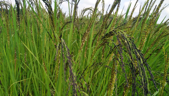 জামাই আতব ধানের সুগন্ধে কৃষকের মুখে হাসি জামাই আতব ধানের সুগন্ধে কৃষকের মুখে হাসি