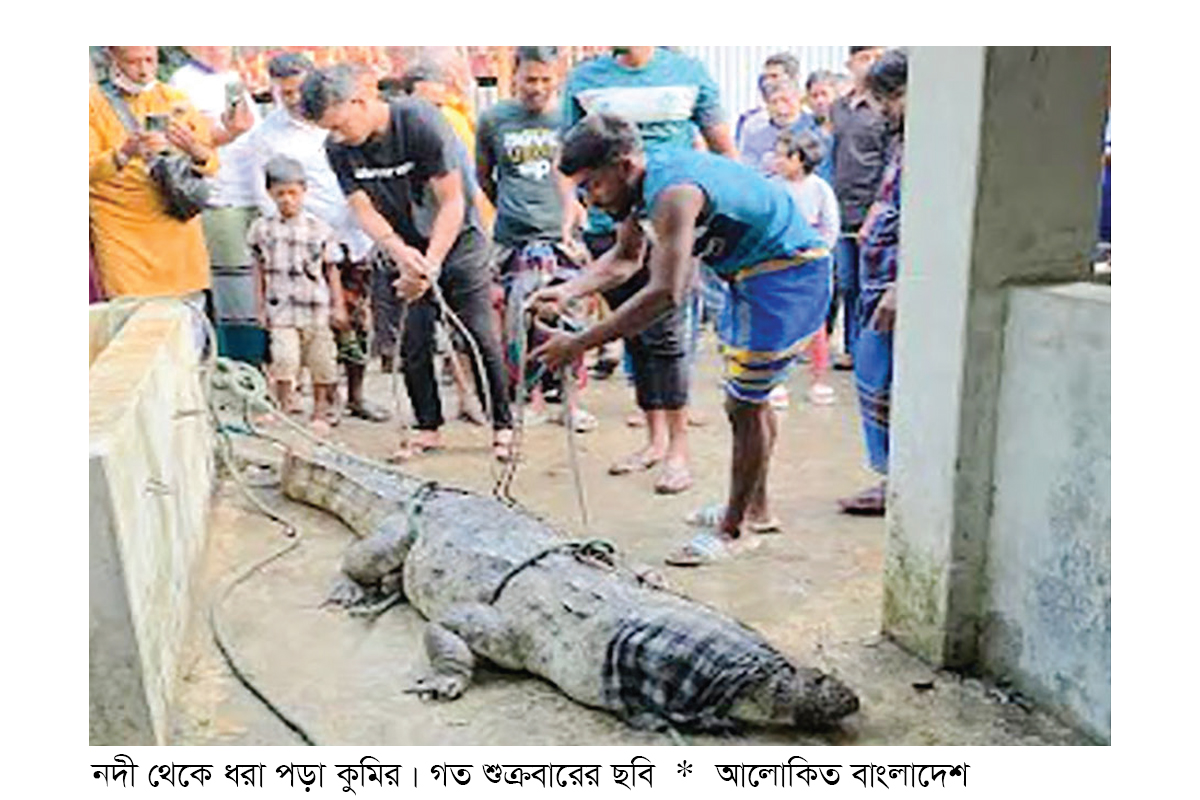 তিন মাস আতঙ্কের পর ধরা পড়ল কুমির তিন মাস আতঙ্কের পর ধরা পড়ল কুমির