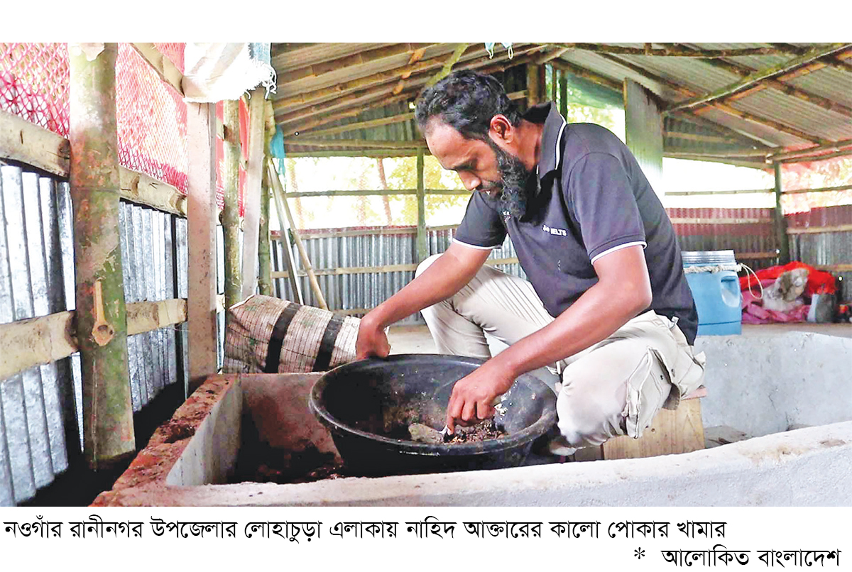 কালো পোকা মাছের বিকল্প খাবার দানাদার খাদ্যের ওপর চাপ কমছে