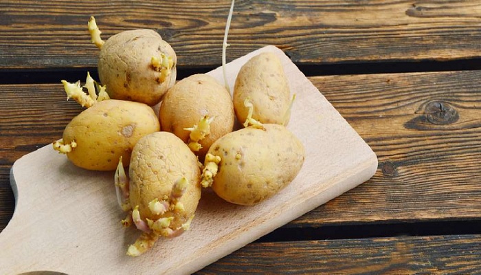 অঙ্কুরিত আলু খাওয়া কি নিরাপদ? অঙ্কুরিত আলু খাওয়া কি নিরাপদ?