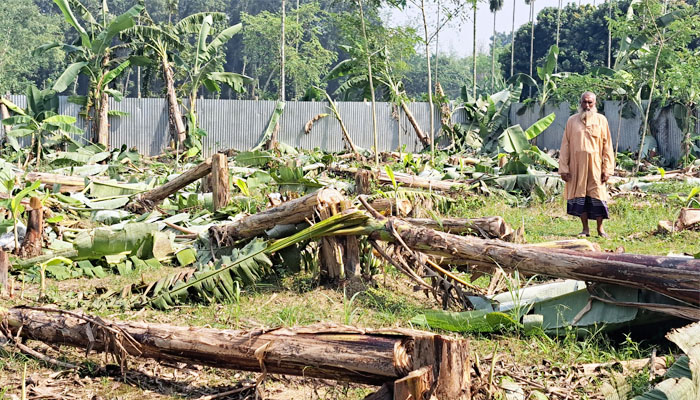 রাজবাড়ীতে রাতের আঁধারে কেটে ফেলা হলো ৫০০ কলাগাছ রাজবাড়ীতে রাতের আঁধারে কেটে ফেলা হলো ৫০০ কলাগাছ