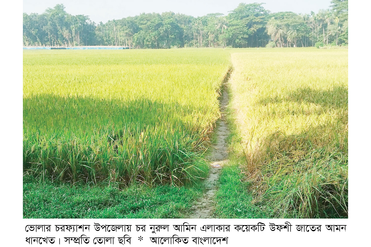 দক্ষিণাঞ্চলে উফশী জাতের ধান চাষে আগ্রহ বাড়ছে দক্ষিণাঞ্চলে উফশী জাতের ধান চাষে আগ্রহ বাড়ছে