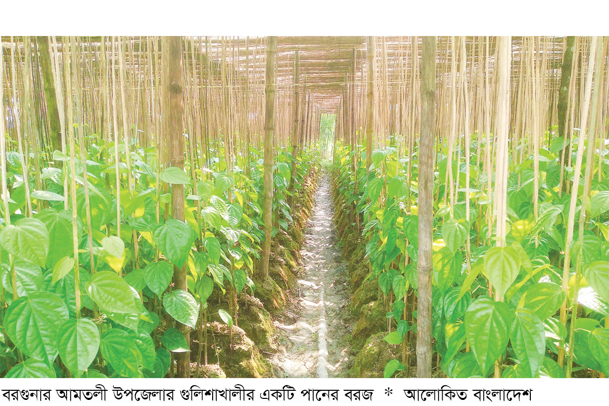ভালো ফলনেও লোকসানের শঙ্কায় বরগুনার পান চাষিরা ভালো ফলনেও লোকসানের শঙ্কায় বরগুনার পান চাষিরা