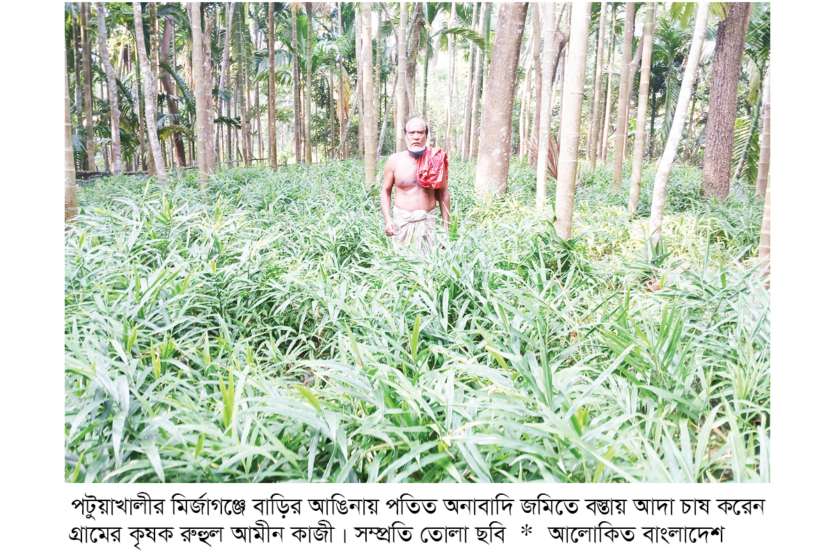 মির্জাগঞ্জে বস্তায় আদা চাষ মির্জাগঞ্জে বস্তায় আদা চাষ