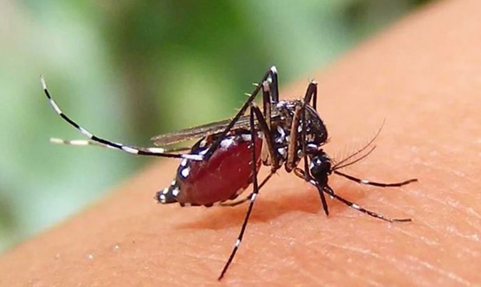 ডেঙ্গুতে ৩ জনের মৃত্যু, হাসপাতালে ভর্তি ৯১২ ডেঙ্গুতে ৩ জনের মৃত্যু, হাসপাতালে ভর্তি ৯১২