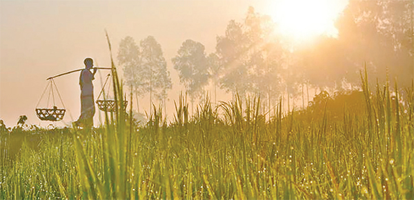 অগ্রহায়ণের ঘ্রাণ