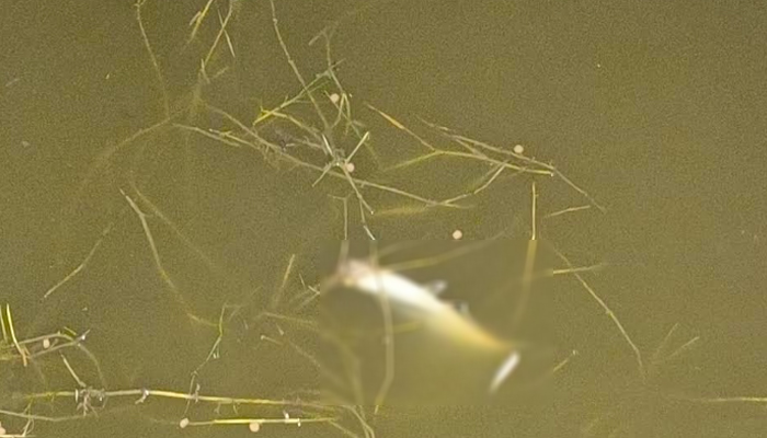 নোয়াখালীতে বিষ প্রয়োগে ৫ লক্ষাধিক টাকার মাছ মেরে ফেলার অভিযোগ নোয়াখালীতে বিষ প্রয়োগে ৫ লক্ষাধিক টাকার মাছ মেরে ফেলার অভিযোগ