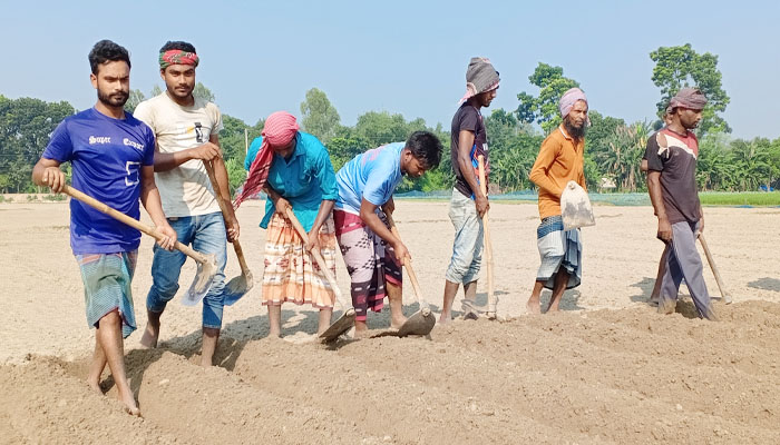 দিনাজপুরে আলু চাষে ব্যস্ত কৃষকরা