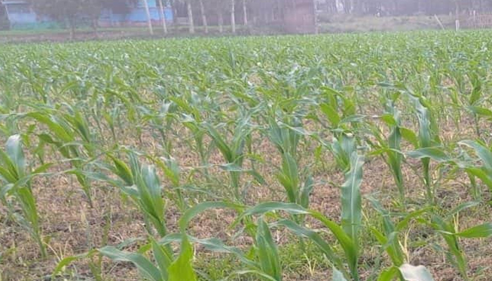 সিরাজগঞ্জে লাভজনক ভুট্টা চাষে ঝুঁকে পড়েছেন কৃষকরা
