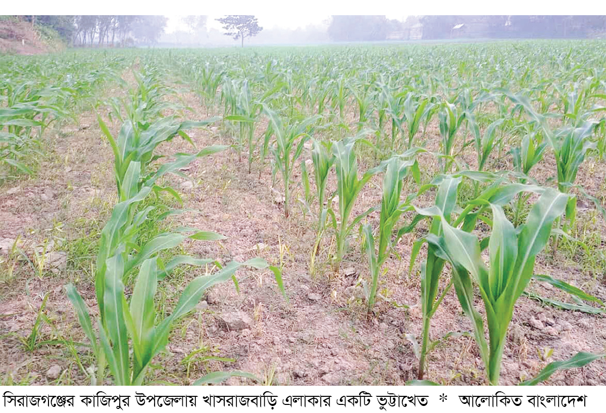 সিরাজগঞ্জে ভুট্টার আবাদ বাড়ছে সিরাজগঞ্জে ভুট্টার আবাদ বাড়ছে