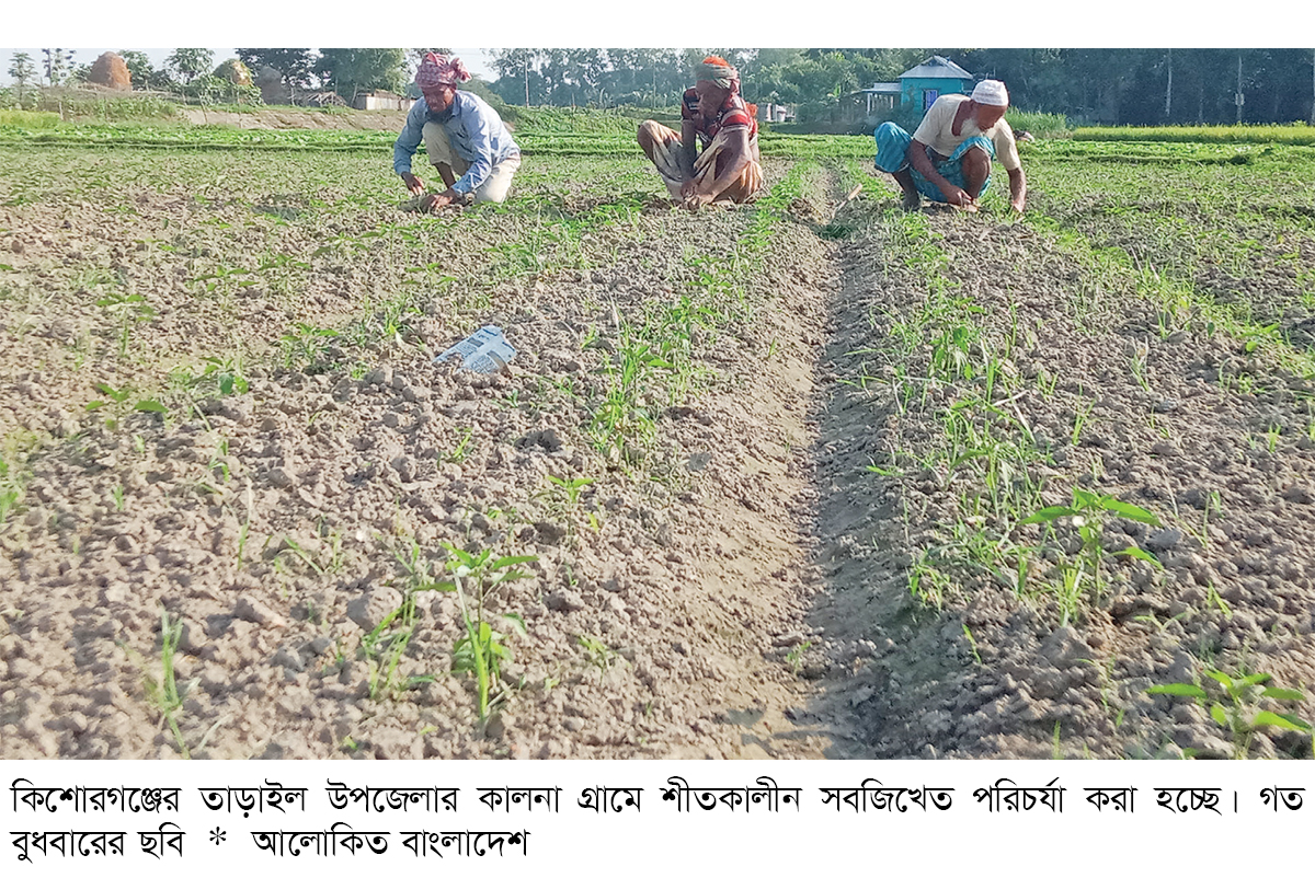 তাড়াইলে শীতকালীন সবজির পরিচর্যায় ব্যস্ত কৃষক তাড়াইলে শীতকালীন সবজির পরিচর্যায় ব্যস্ত কৃষক