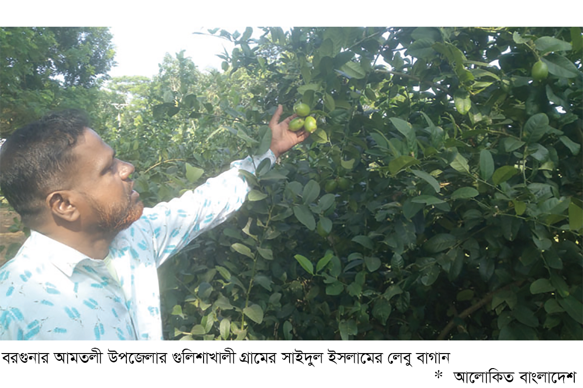 আমতলীতে এলাচি লেবুর চাষ বাড়ছে আমতলীতে এলাচি লেবুর চাষ বাড়ছে