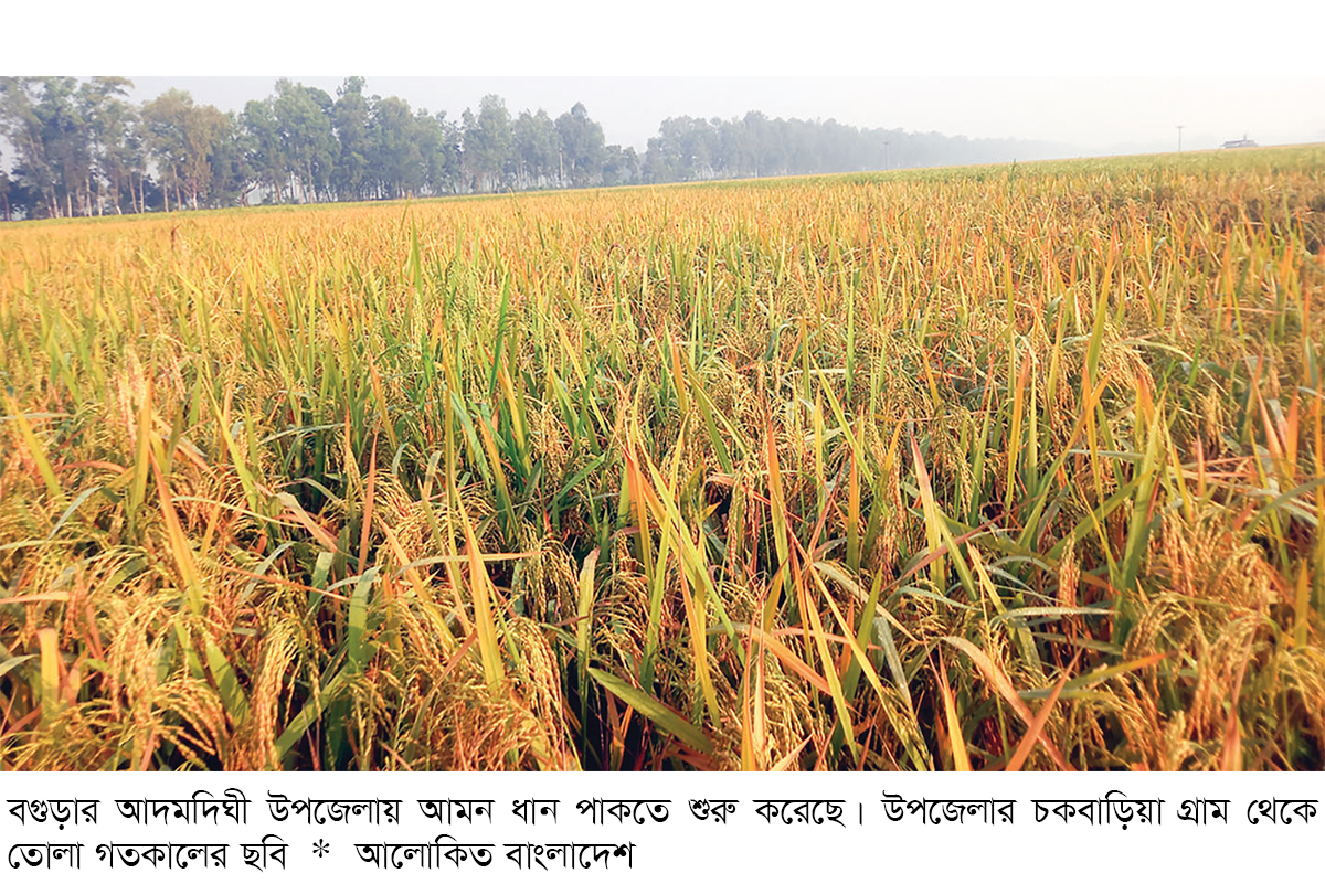 আদমদীঘিতে আমন ধানের বাম্পার ফলনের সম্ভাবনা আদমদীঘিতে আমন ধানের বাম্পার ফলনের সম্ভাবনা