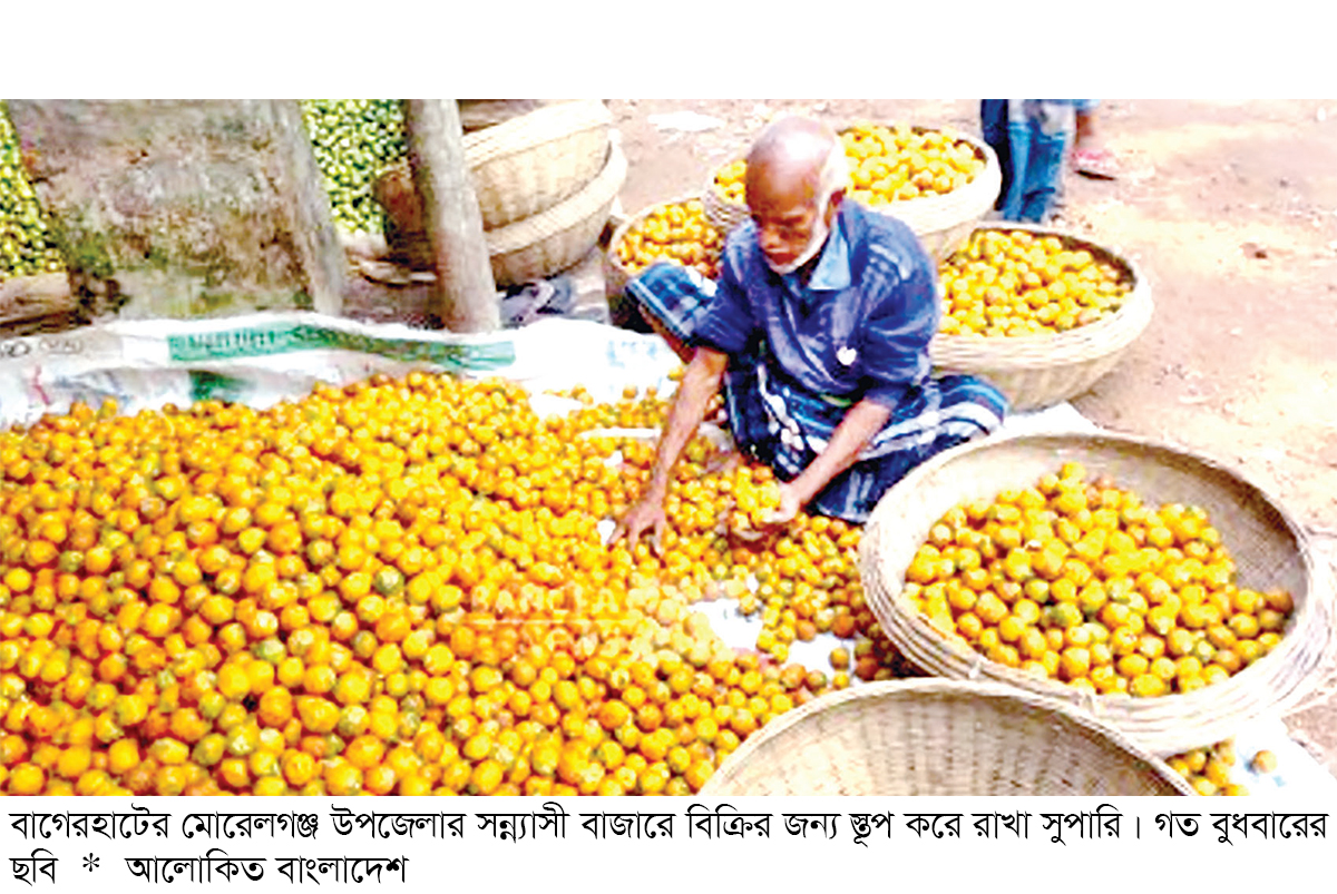 মোরেলগঞ্জে সুপারির বাম্পার ফলন মোরেলগঞ্জে সুপারির বাম্পার ফলন