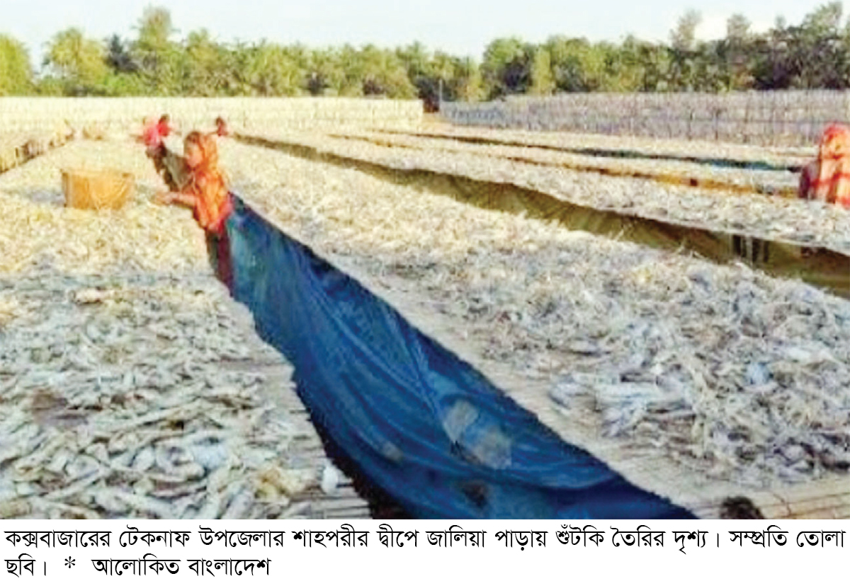 টেকনাফের জেলেপল্লিতে শুঁটকি তৈরির ধুম টেকনাফের জেলেপল্লিতে শুঁটকি তৈরির ধুম