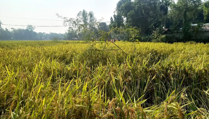 রংপুরে ধানক্ষেতের পোকা দমনে জনপ্রিয় হচ্ছে পার্চিং পদ্ধতি রংপুরে ধানক্ষেতের পোকা দমনে জনপ্রিয় হচ্ছে পার্চিং পদ্ধতি