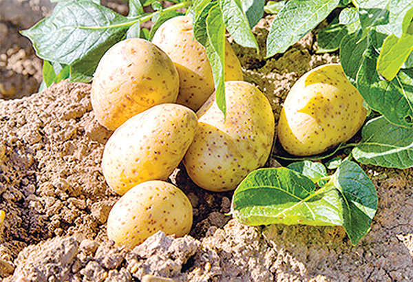 এবার আলু চাষ নিয়ে শঙ্কিত কৃষকরা