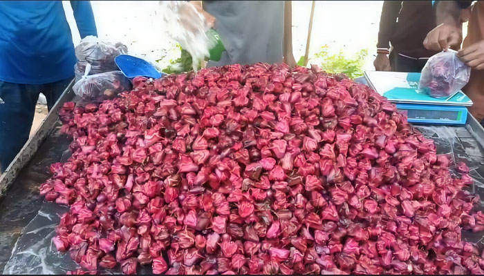 কম খরচে বেশি লাভ, সাতক্ষীরায় জনপ্রিয় হচ্ছে পানিফল চাষ