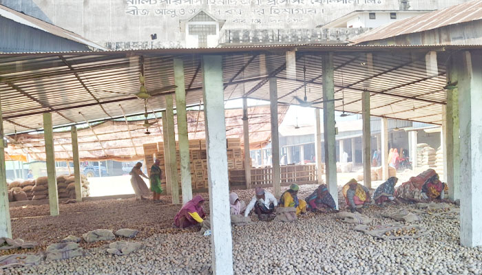 দিনাজপুরে হিমাগারে আলু রাখতে গিয়ে লোকসানে কৃষক-ব্যবসায়ীরা