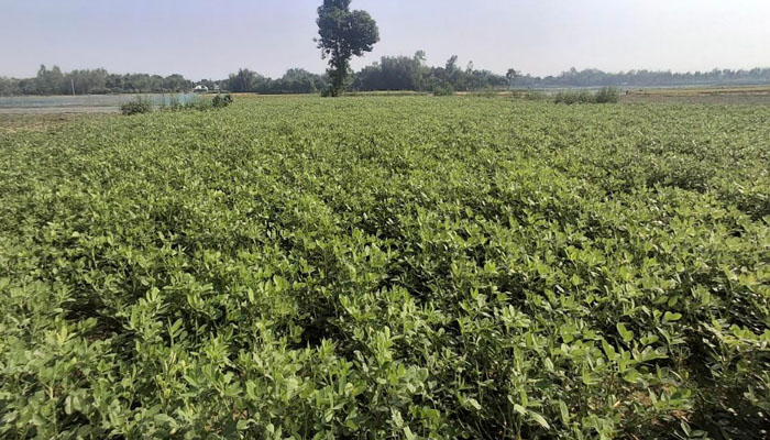বীরগঞ্জে শীতকালীন বাদাম চাষে কৃষকদের আগ্রহ বাড়ছে বীরগঞ্জে শীতকালীন বাদাম চাষে কৃষকদের আগ্রহ বাড়ছে