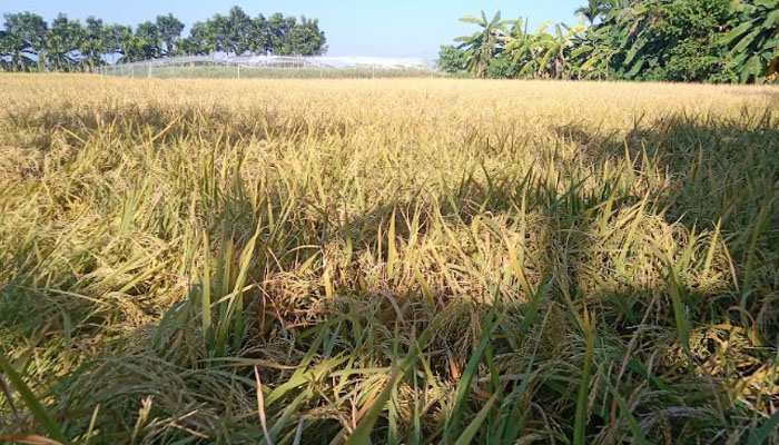 তাড়াইলের মাঠে মাঠে পাকছে আমন ধান, বাম্পার ফলনের আশা তাড়াইলের মাঠে মাঠে পাকছে আমন ধান, বাম্পার ফলনের আশা