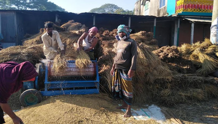 হোসেনপুরে মাঠে মাঠে ধান কাটার ধুম হোসেনপুরে মাঠে মাঠে ধান কাটার ধুম