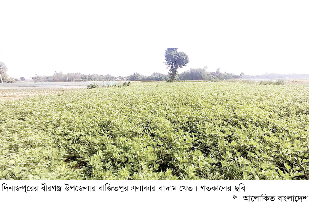 বীরগঞ্জে বাদাম চাষ বাড়ছে বীরগঞ্জে বাদাম চাষ বাড়ছে