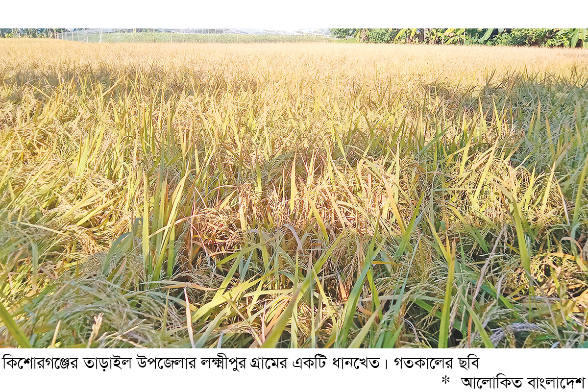 মাঠে মাঠে সোনালি ধানের শীষ, বাম্পার ফলনের আশা মাঠে মাঠে সোনালি ধানের শীষ, বাম্পার ফলনের আশা