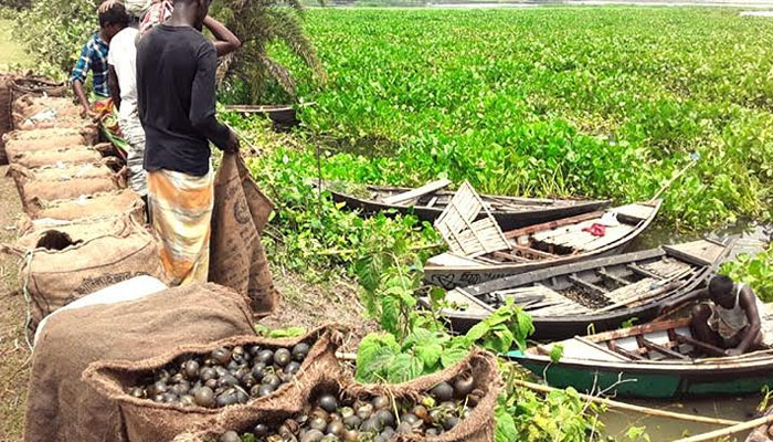 পাবনার বিলাঞ্চলে নির্বিচারে শামুক নিধন, বিপর্যয়ের মুখে জীববৈচিত্র্য পাবনার বিলাঞ্চলে নির্বিচারে শামুক নিধন, বিপর্যয়ের মুখে জীববৈচিত্র্য
