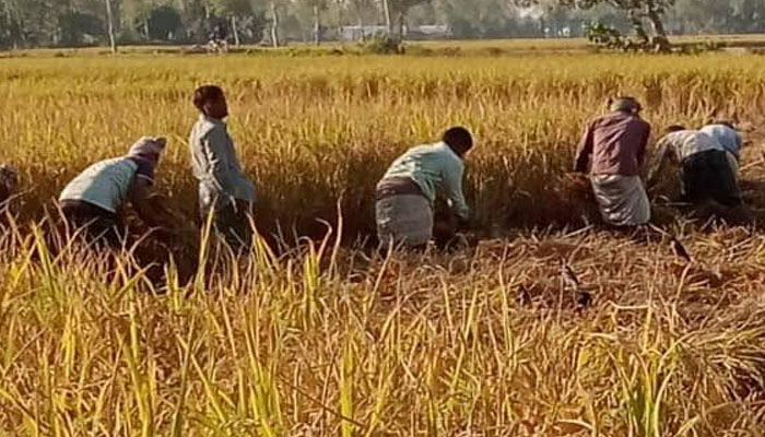 সিরাজগঞ্জে রোপা আমন ধান চাষে বাম্পার ফলন সিরাজগঞ্জে রোপা আমন ধান চাষে বাম্পার ফলন