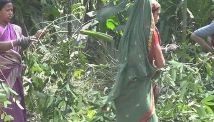 রংপুরের তেজপাতা চাষ করে স্বাবলম্বী রংপুরের তেজপাতা চাষ করে স্বাবলম্বী