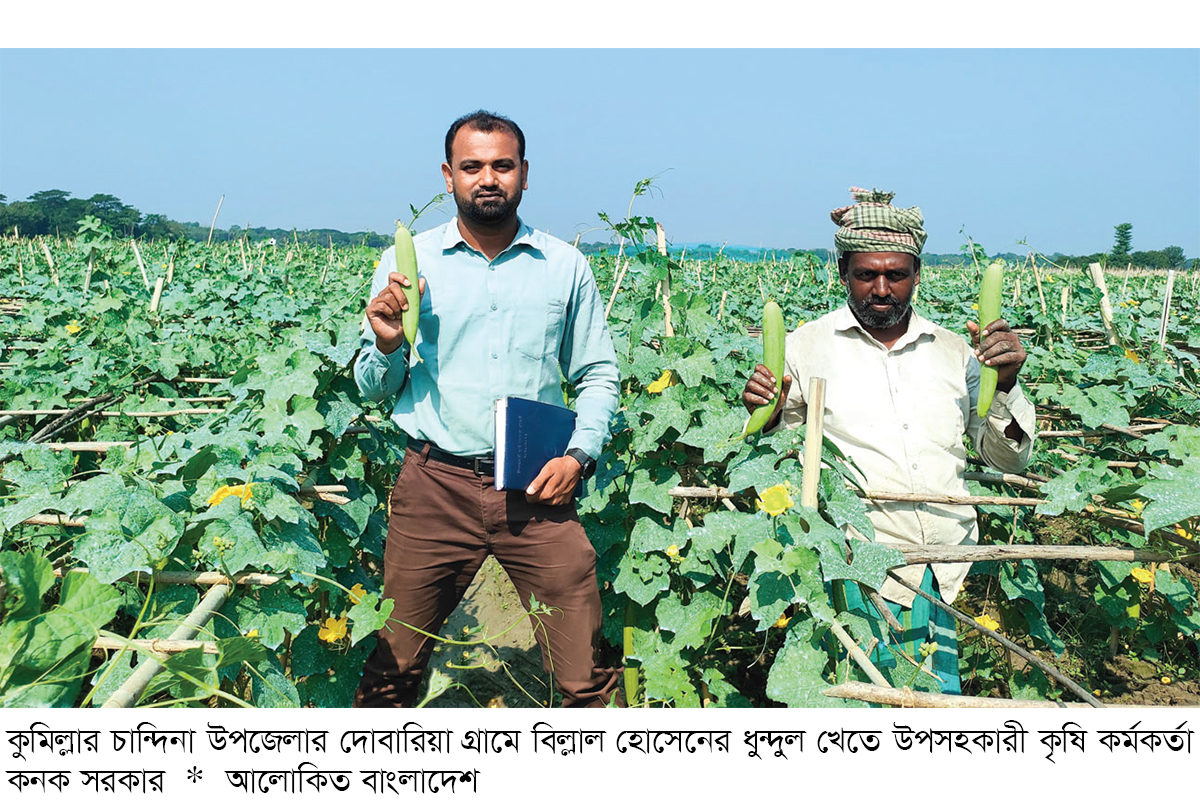 চান্দিনায় ধুন্দুল চাষে বাজিমাত চান্দিনায় ধুন্দুল চাষে বাজিমাত