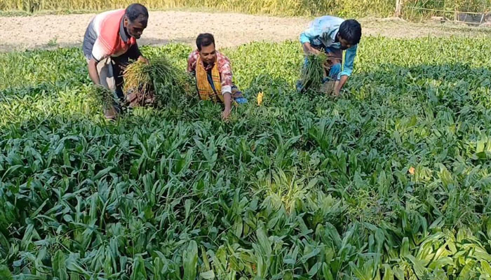 কিশোরগঞ্জে বিলাতি ধনিয়া পাতা চাষ করে লাভবান কৃষক কিশোরগঞ্জে বিলাতি ধনিয়া পাতা চাষ করে লাভবান কৃষক