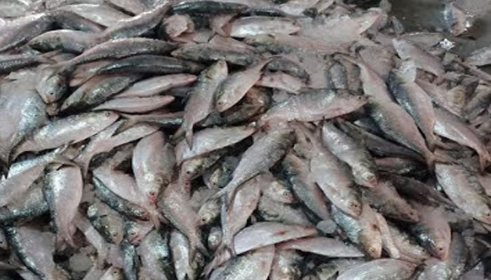 পাথরঘাটায় অর্ধ কোটি টাকায় ২০০ মণ ইলিশ বিক্রি পাথরঘাটায় অর্ধ কোটি টাকায় ২০০ মণ ইলিশ বিক্রি