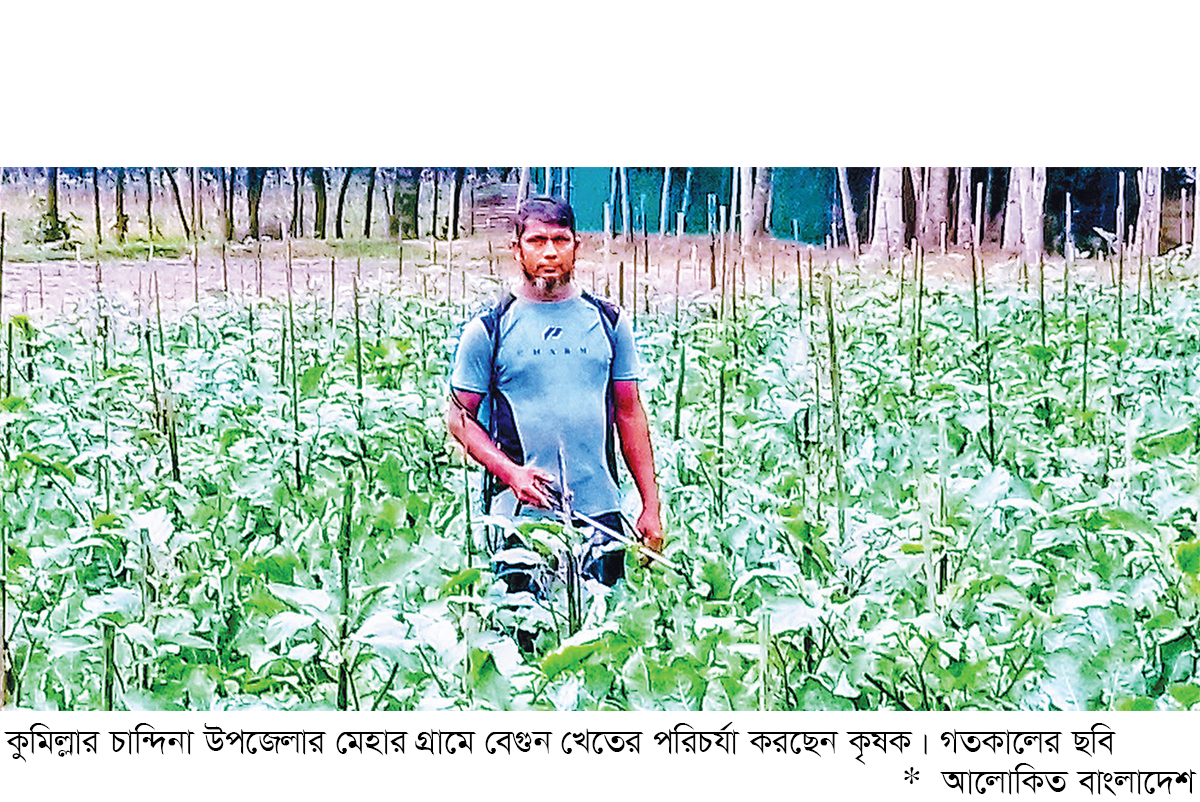 চান্দিনায় কালো বেগুনের চাষ বাড়ছে চান্দিনায় কালো বেগুনের চাষ বাড়ছে