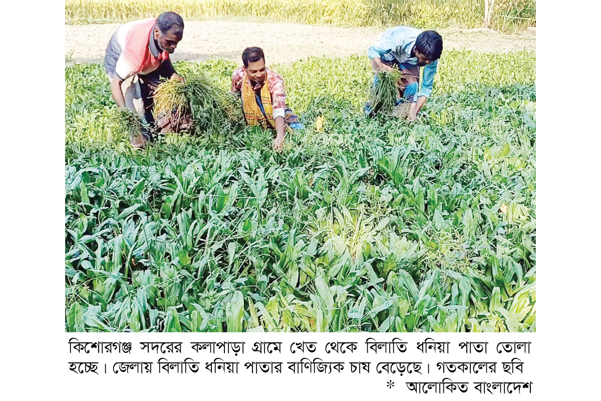 বিলাতি ধনিয়া পাতা চাষ করে লাভবান কৃষক বিলাতি ধনিয়া পাতা চাষ করে লাভবান কৃষক